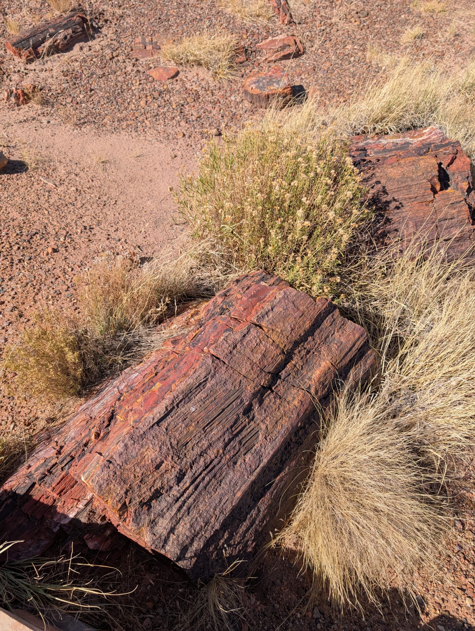 Journey Through Time at Petrified Forest National Park